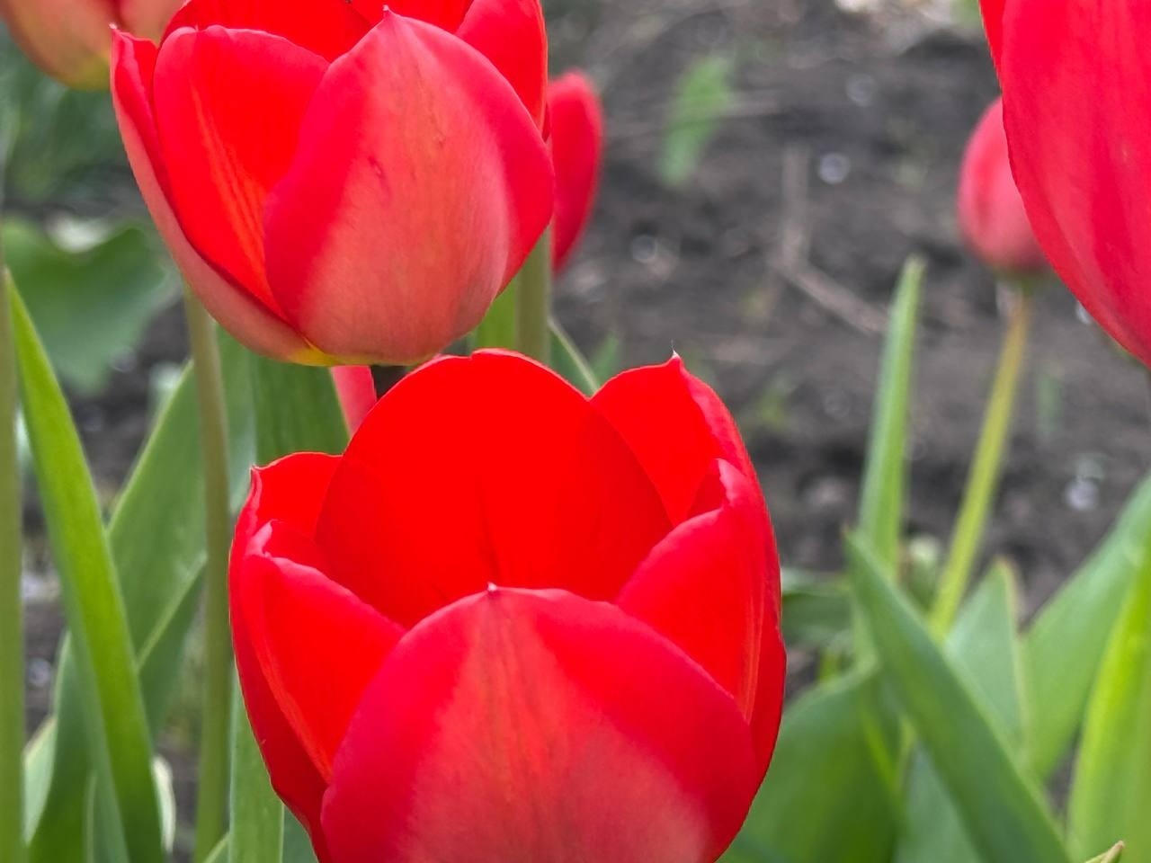 Тюльпановий бум у Первомайську: місто без туристичних маршрутів, але з тисячами квітів