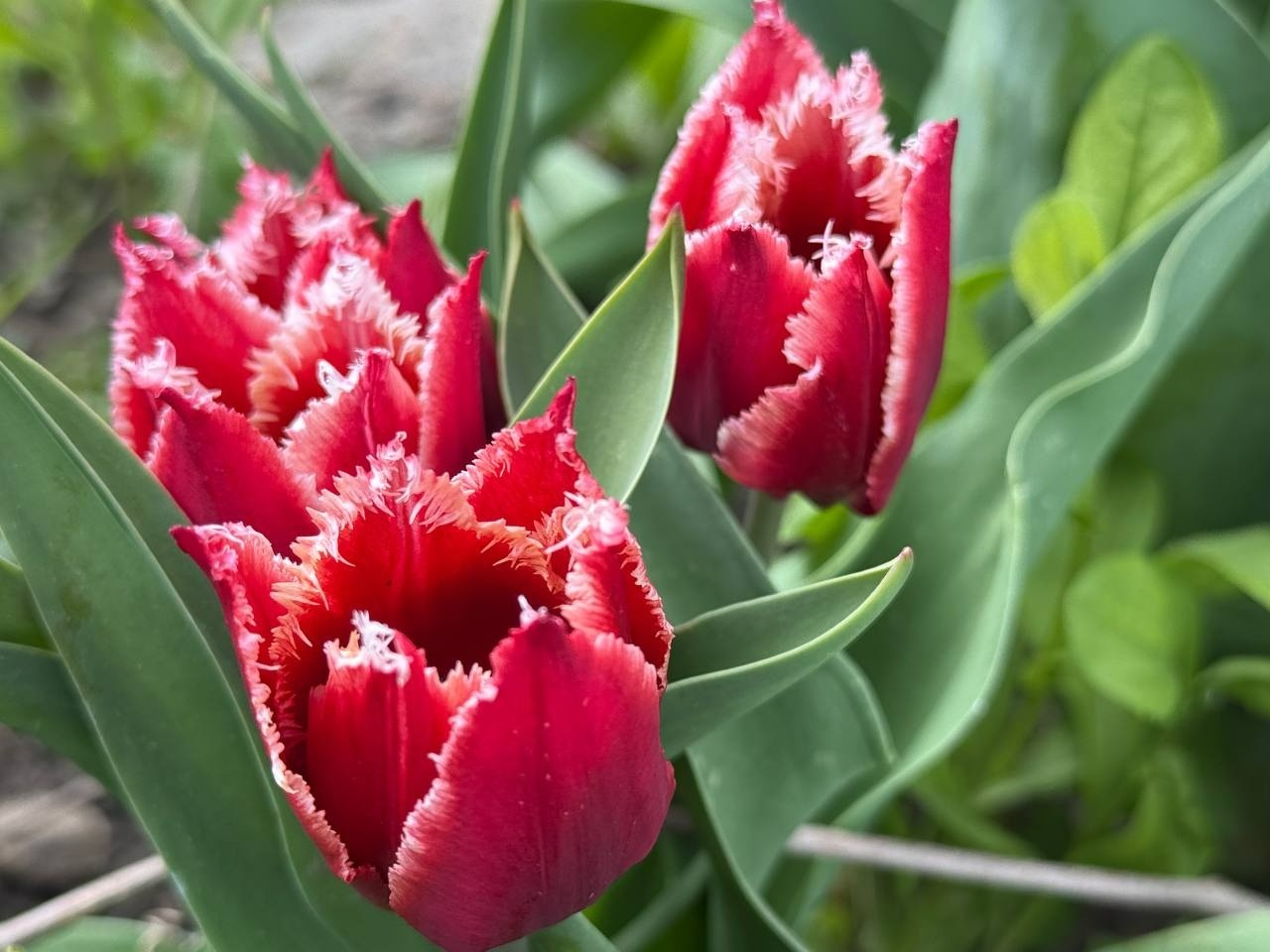 Тюльпановий бум у Первомайську: місто без туристичних маршрутів, але з тисячами квітів