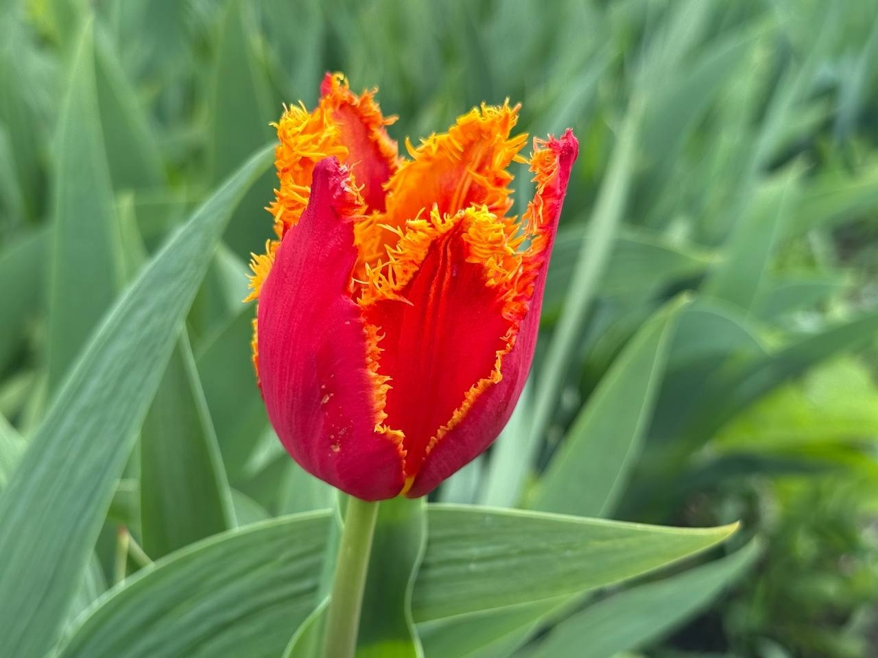 Тюльпановий бум у Первомайську: місто без туристичних маршрутів, але з тисячами квітів
