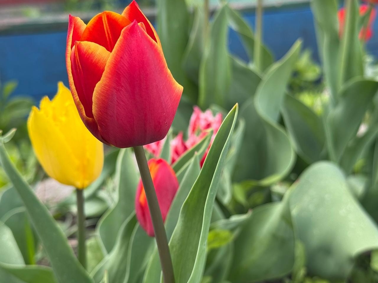 Тюльпановий бум у Первомайську: місто без туристичних маршрутів, але з тисячами квітів