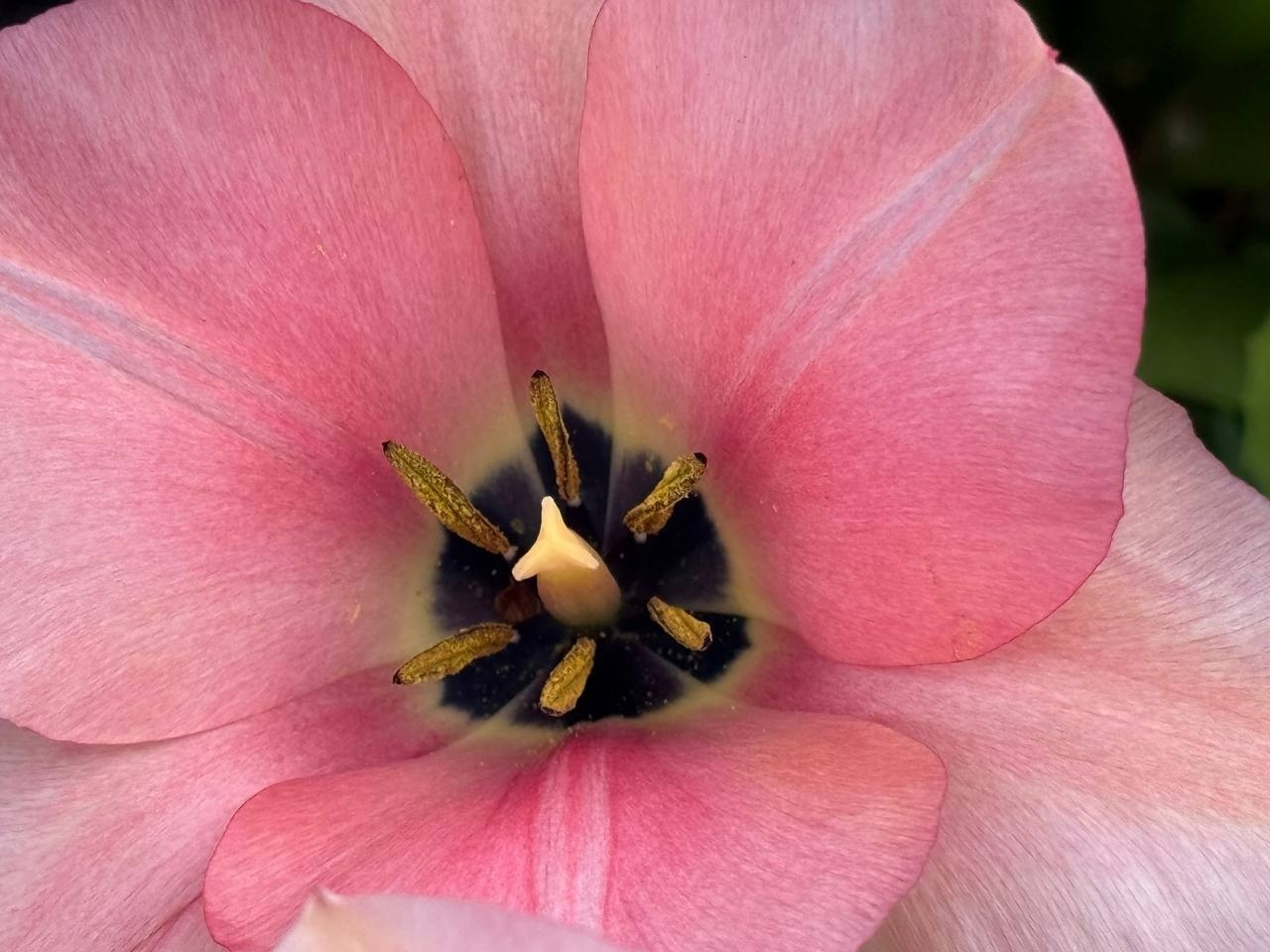 Тюльпановий бум у Первомайську: місто без туристичних маршрутів, але з тисячами квітів