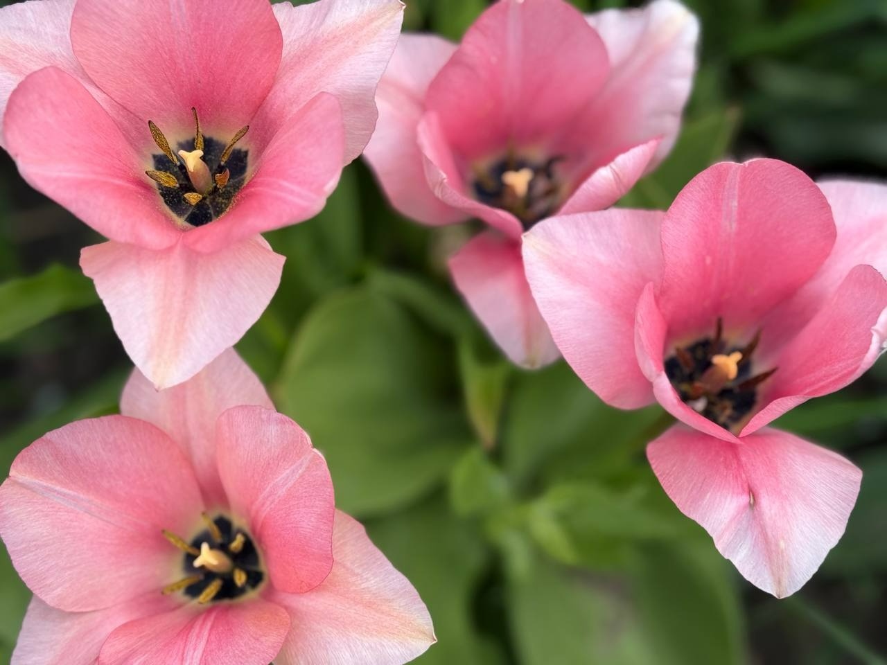 Тюльпановий бум у Первомайську: місто без туристичних маршрутів, але з тисячами квітів