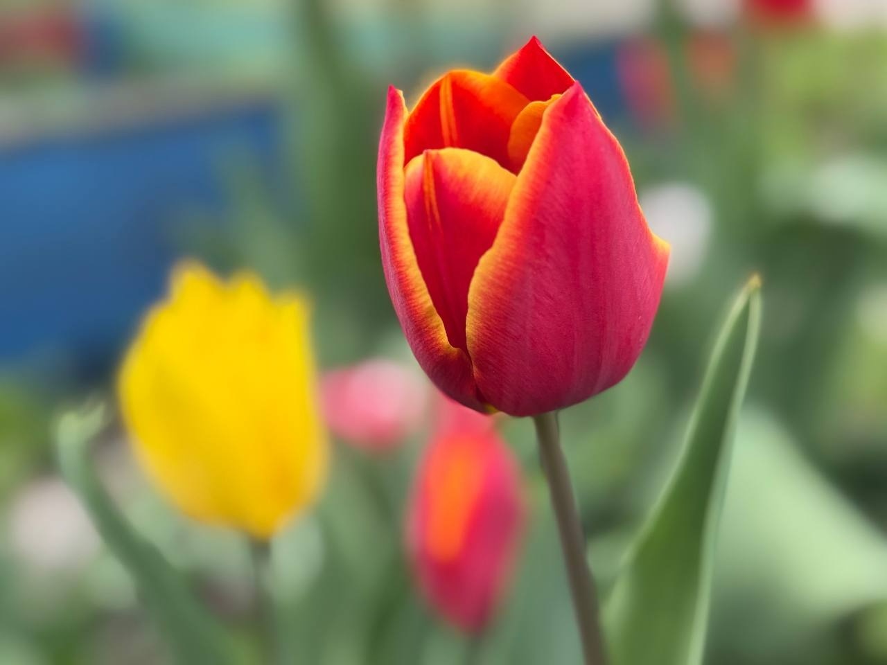 Тюльпановий бум у Первомайську: місто без туристичних маршрутів, але з тисячами квітів