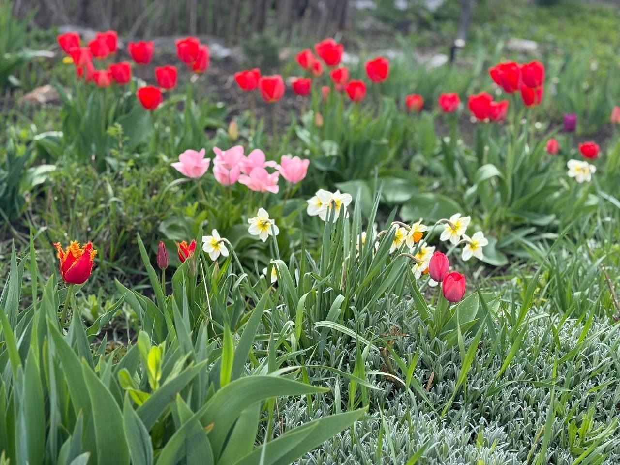 Тюльпановий бум у Первомайську: місто без туристичних маршрутів, але з тисячами квітів