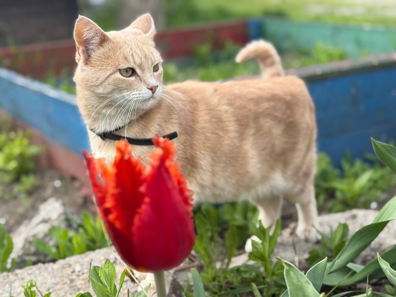 Тюльпановий бум у Первомайську: місто без туристичних маршрутів, але з тисячами квітів