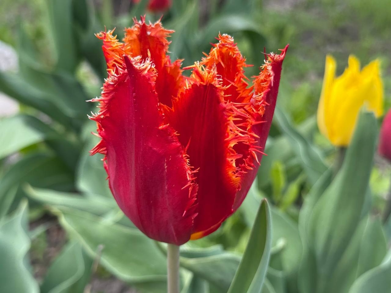Тюльпановий бум у Первомайську: місто без туристичних маршрутів, але з тисячами квітів