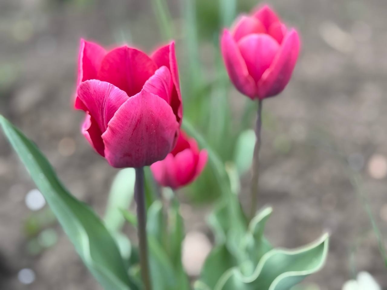 Тюльпановий бум у Первомайську: місто без туристичних маршрутів, але з тисячами квітів