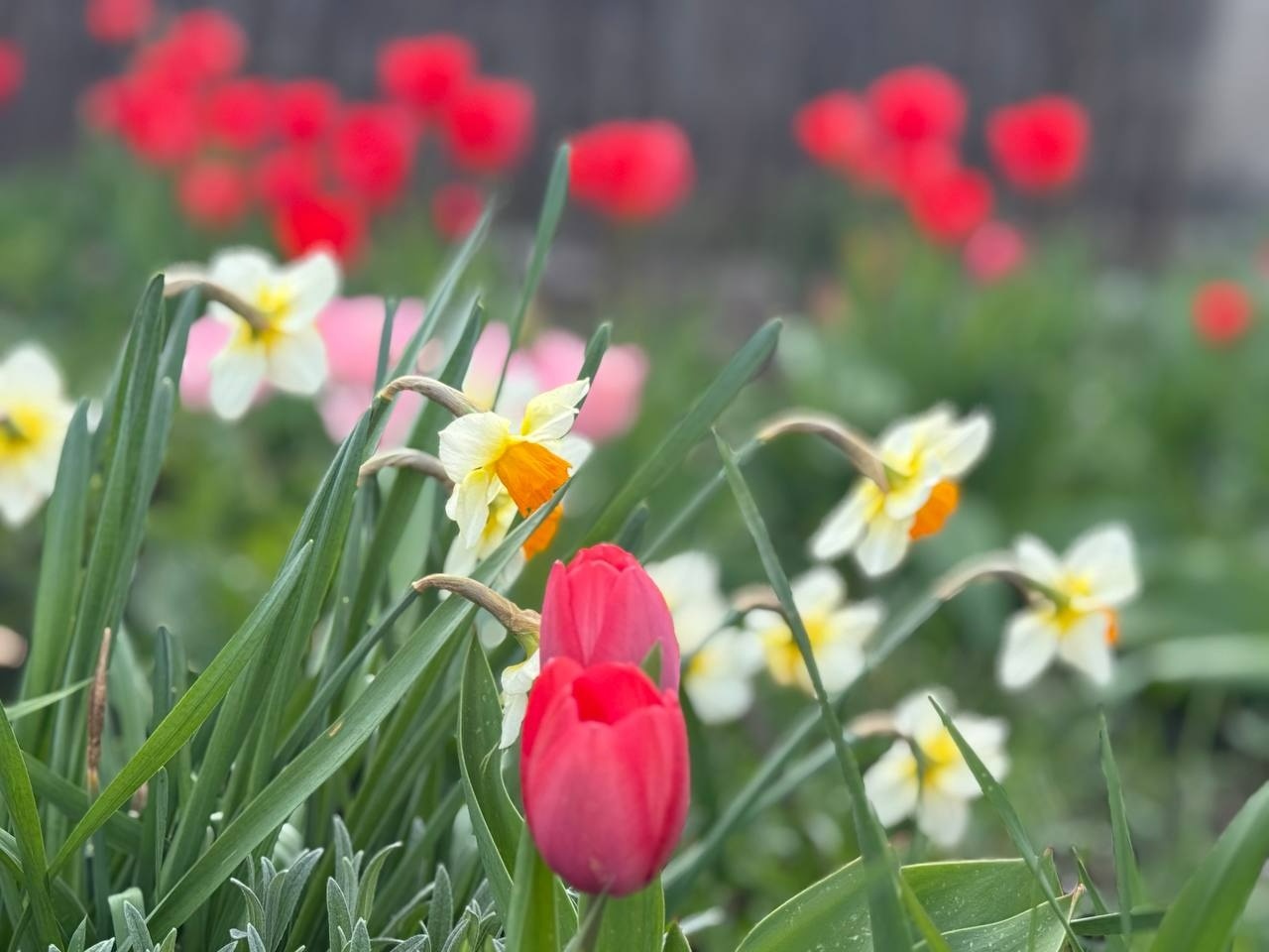 Тюльпановий бум у Первомайську: місто без туристичних маршрутів, але з тисячами квітів
