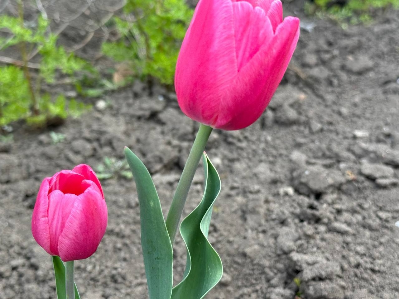 Тюльпановий бум у Первомайську: місто без туристичних маршрутів, але з тисячами квітів
