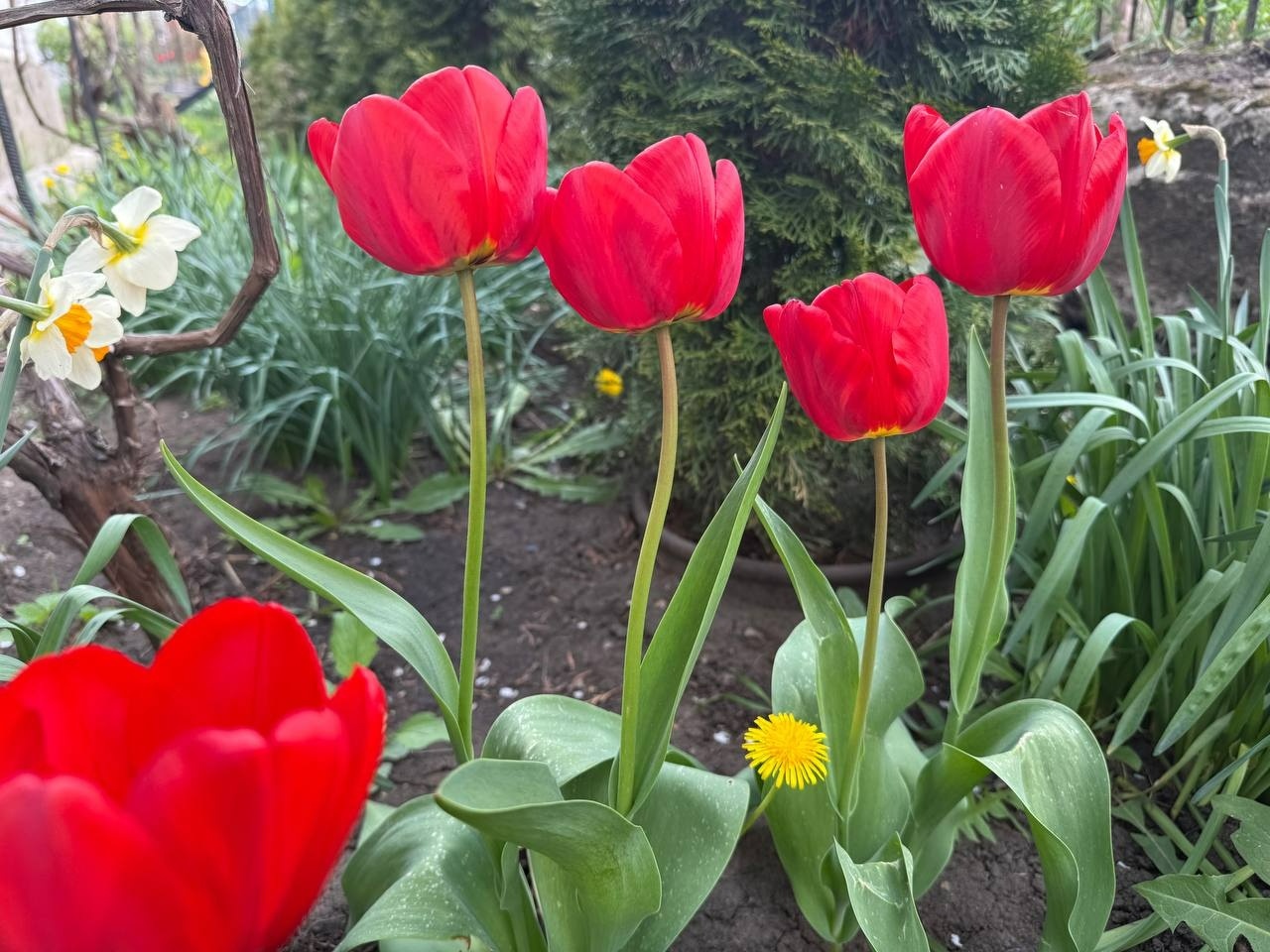 Тюльпановий бум у Первомайську: місто без туристичних маршрутів, але з тисячами квітів