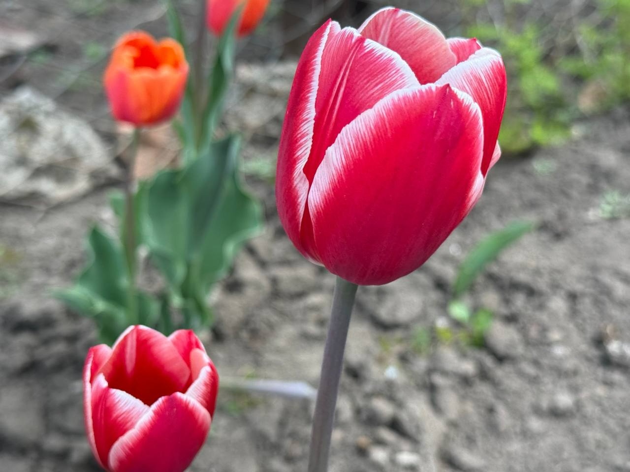 Тюльпановий бум у Первомайську: місто без туристичних маршрутів, але з тисячами квітів