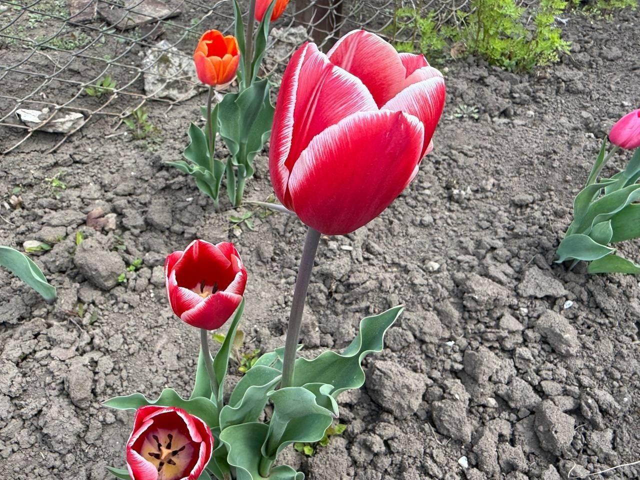 Тюльпановий бум у Первомайську: місто без туристичних маршрутів, але з тисячами квітів