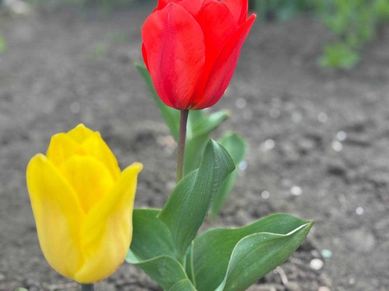 Тюльпановий бум у Первомайську: місто без туристичних маршрутів, але з тисячами квітів