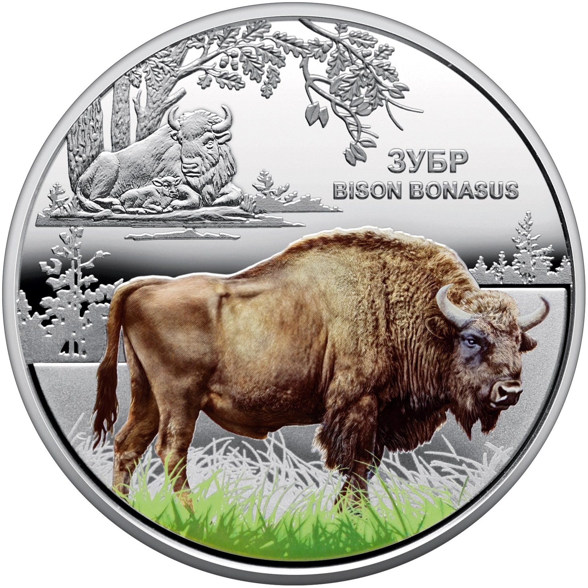 Символ сили природи: НБУ випускає пам’ятну монету «Чорнобиль. Відродження. Зубр»