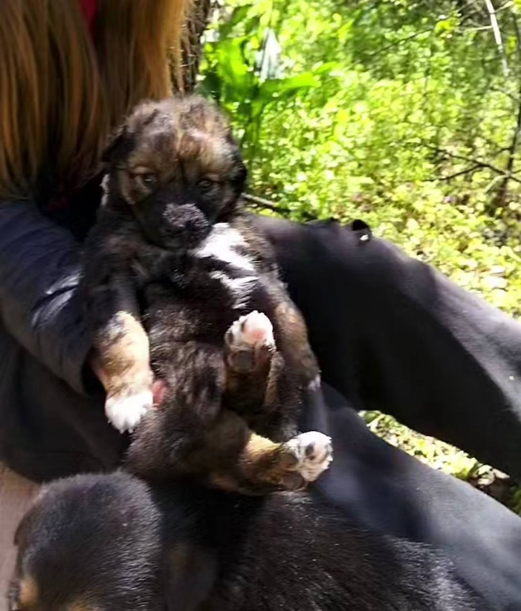 Симпатичні цуцики шукають добрих господарів: обирайте собі охоронця та компаньойна