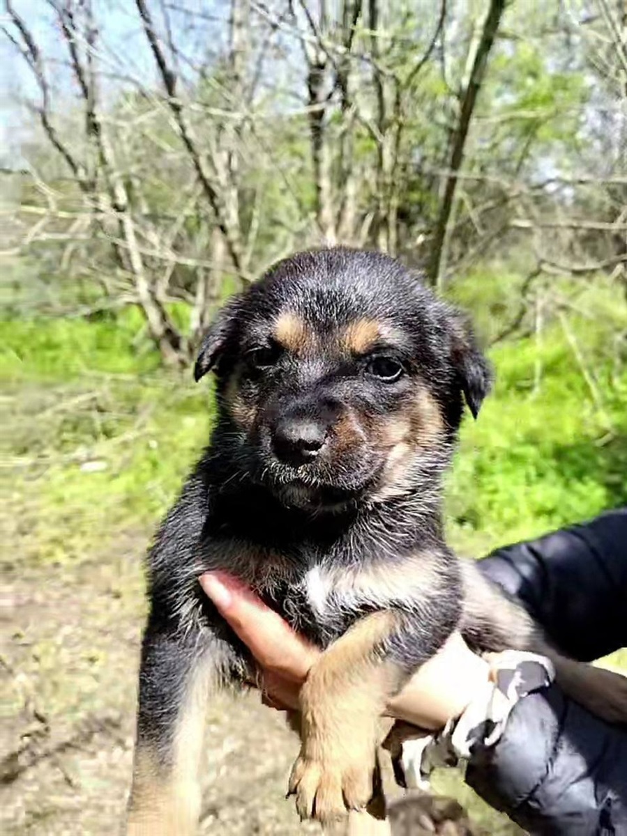 Симпатичні цуцики шукають добрих господарів: обирайте собі охоронця та компаньойна
