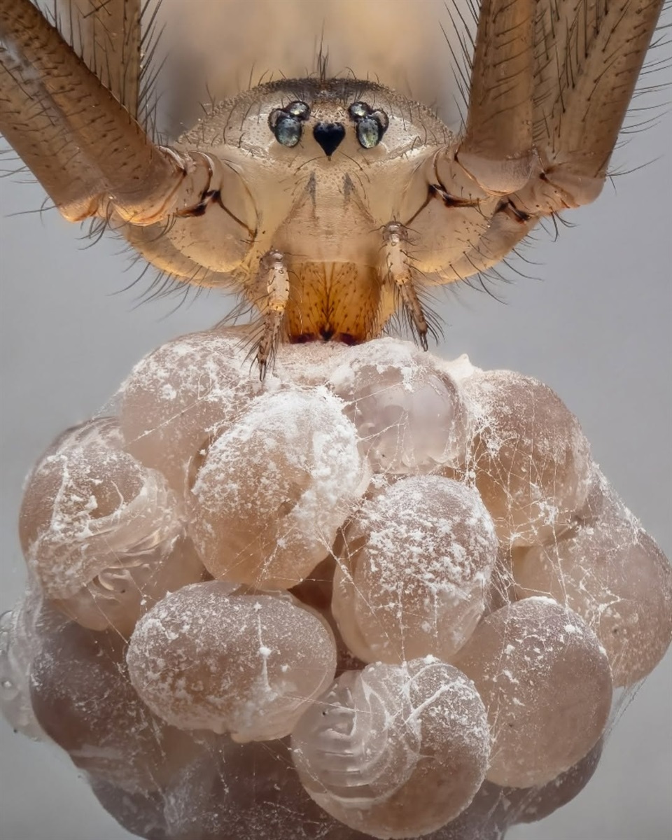 Buglife — The Invertebrate Conservation Trust — це єдина благодійна організація в Європі, діяльність якої повністю присвячена збереженню та захисту всіх безхребетних тварин (комах, павуків, молюсків тощо)