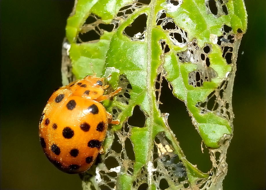 Epilachna vigintioctopunctata