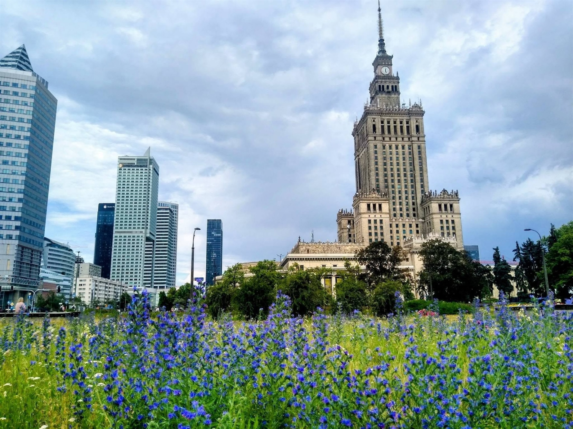 Випалені газони чи зелені міста: в Україні зареєстрували екологічну петицію