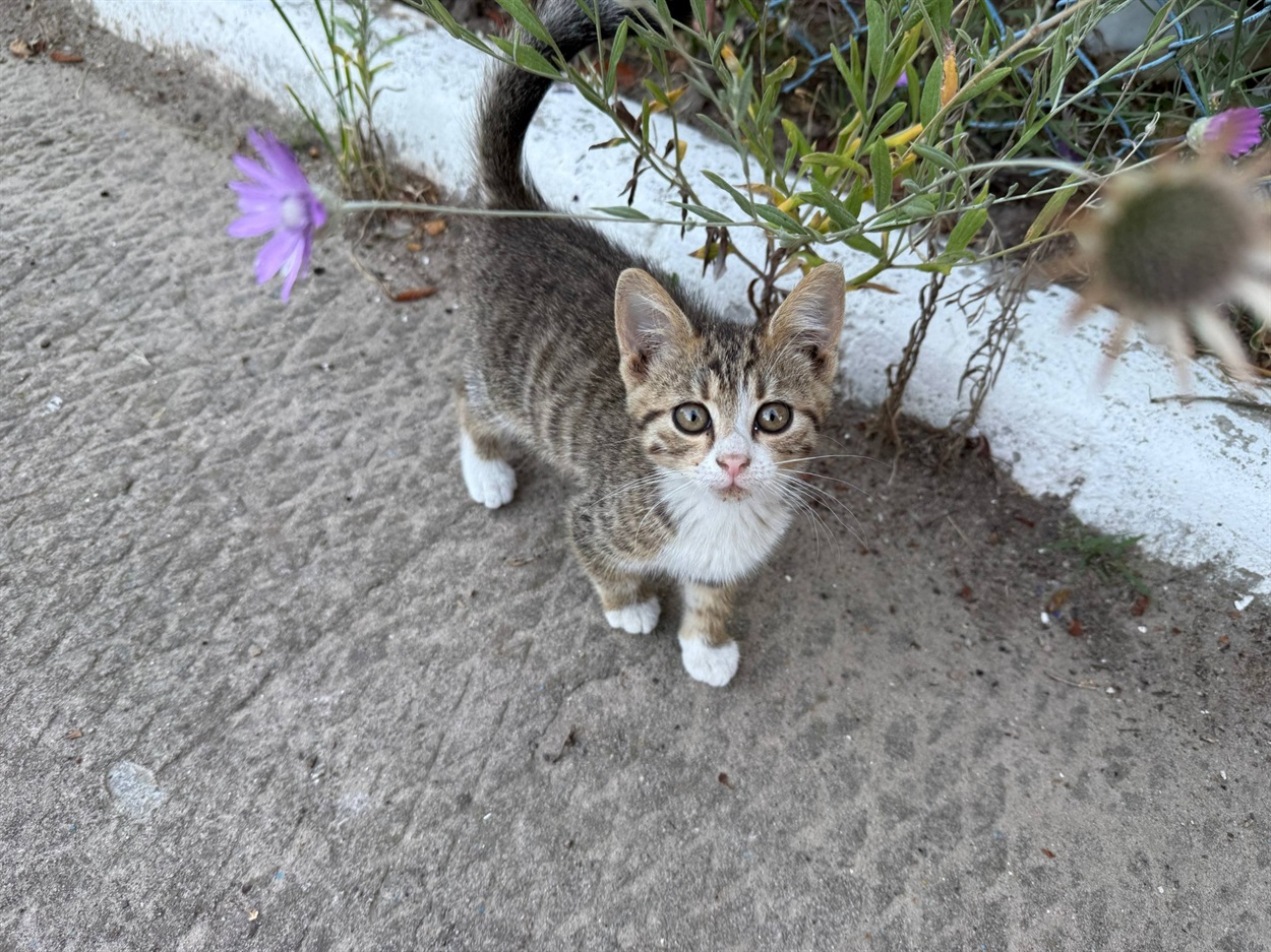 Смугасте котеня