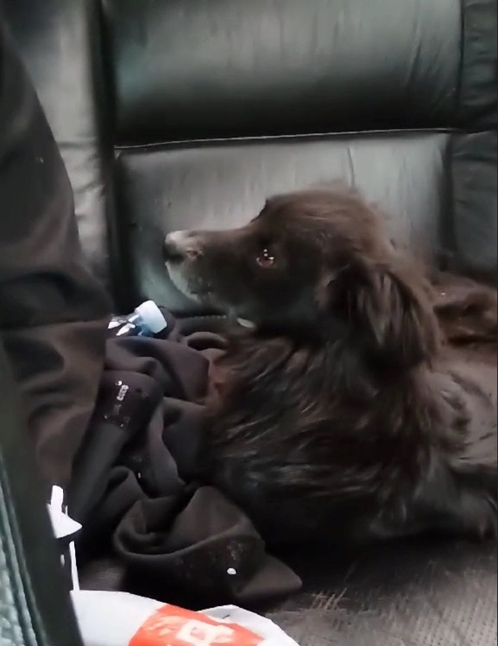 Льонька призвичаєний їздити в автівці