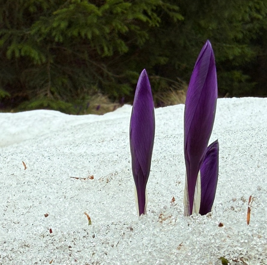 Крокуси в снігу