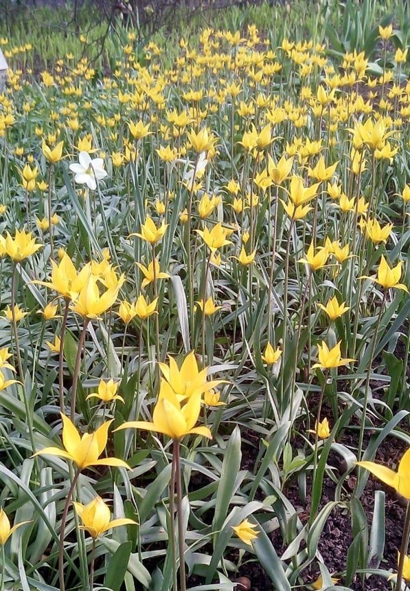 Ця галявина виросла з однієї квітки