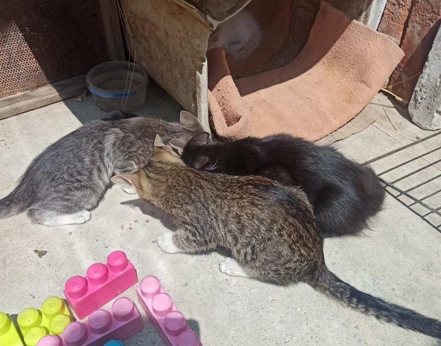 Ці троє котенят потрапили в одну родину